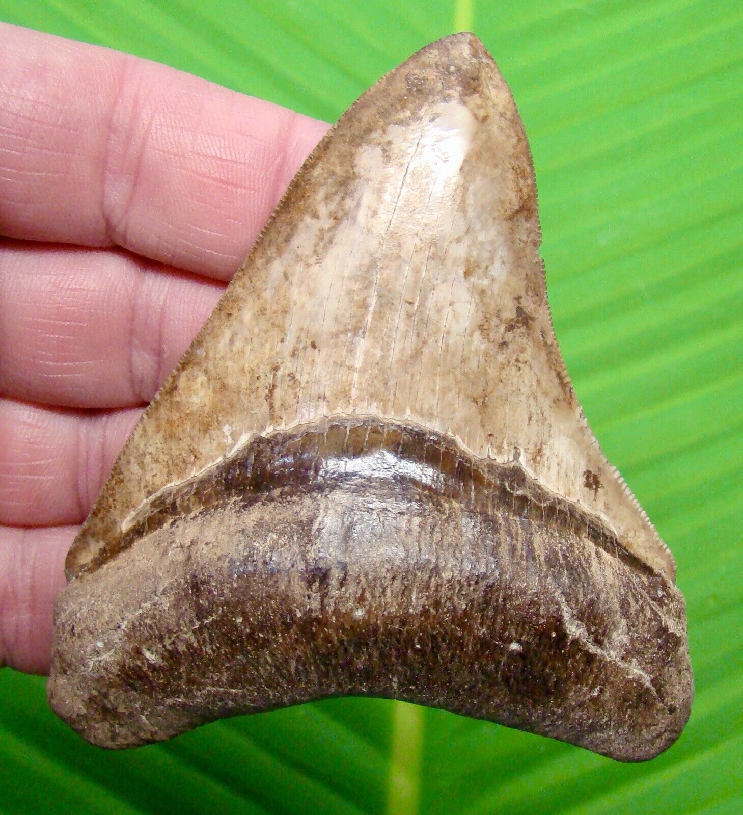 MEGALODON SHARK TOOTH  - 3 & 7/8 in. ST. MARY’S RIVER - GEORGIA - MEGLADONE