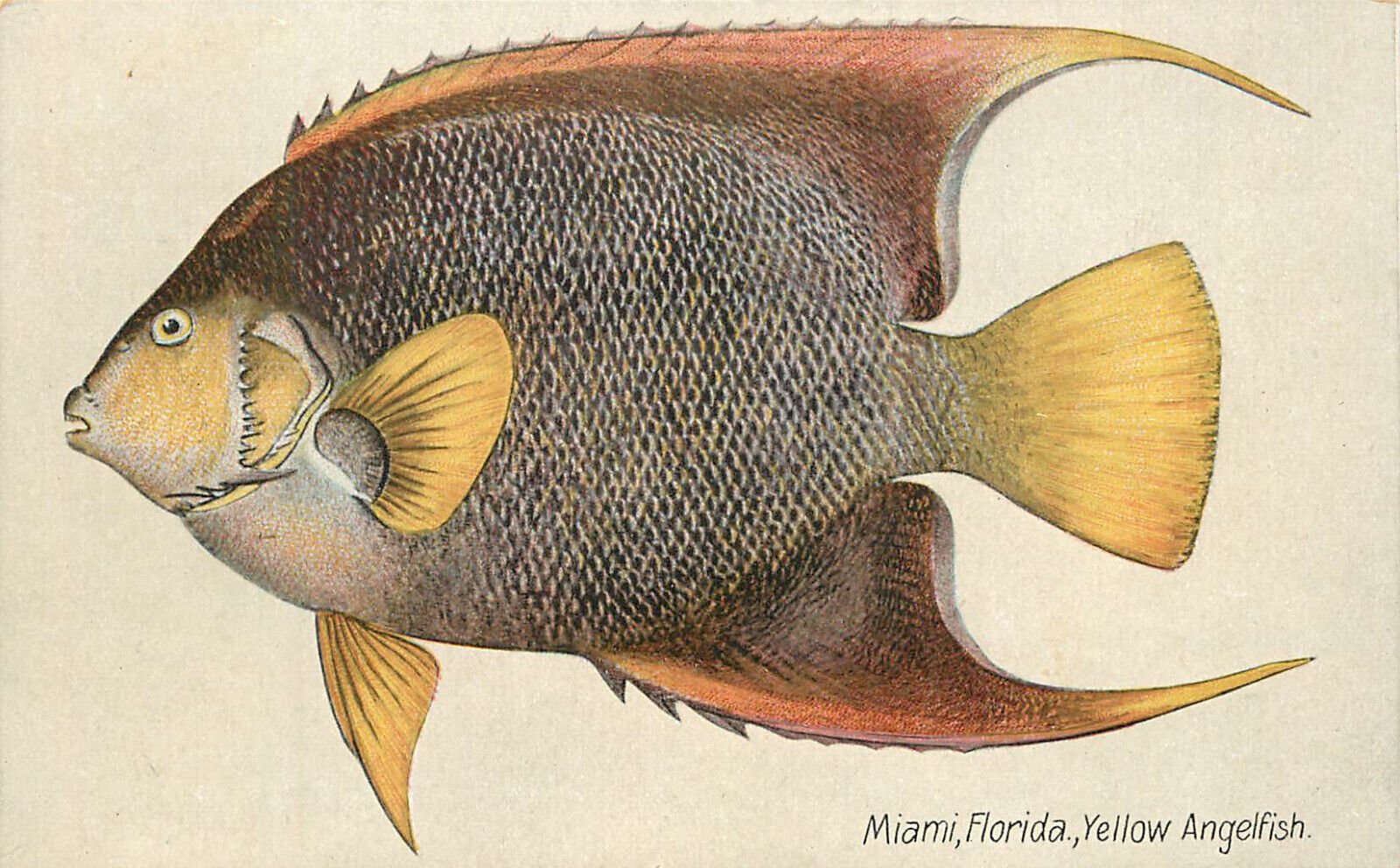 Miami FL Fish Yellow Anglerfish Postcard UDB 4687