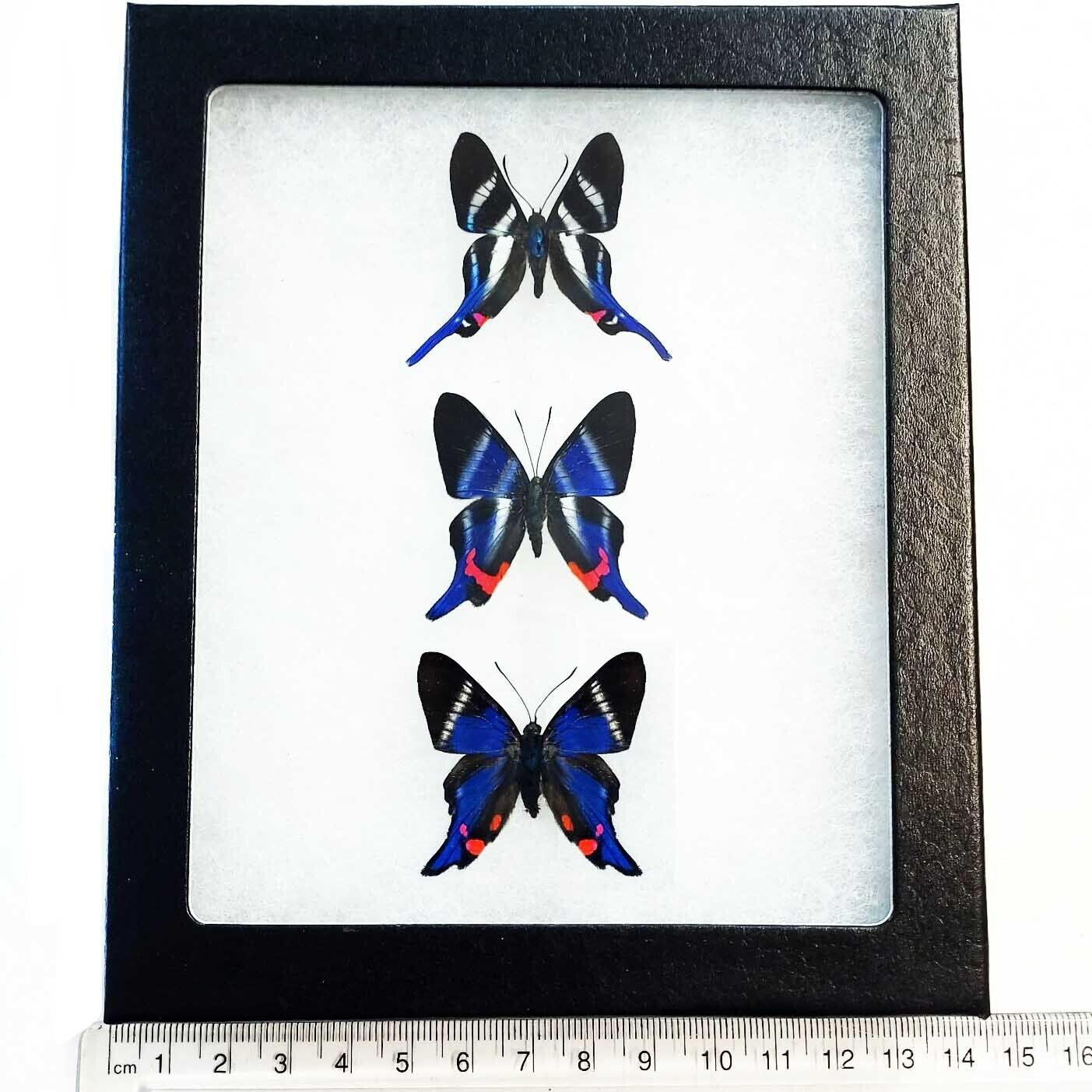 Rhetus ARCIUS + DYSONII + PERIANDER blue butterflies Peru framed TRIO