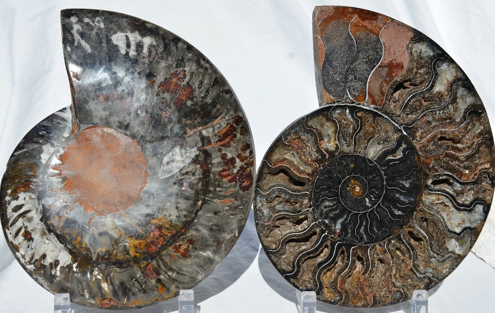 RARE 1 in 100 BLACK Ammonite Pair Deep Crystals XXXLRG 8.7\