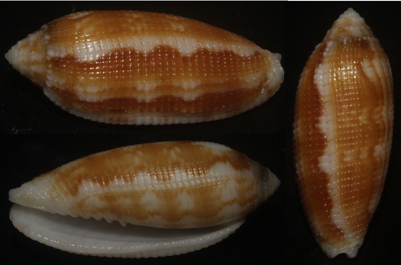 Tonyshells Seashells Pterygia crenulata EXCEPTIONAL 31mm pattern and superb dark
