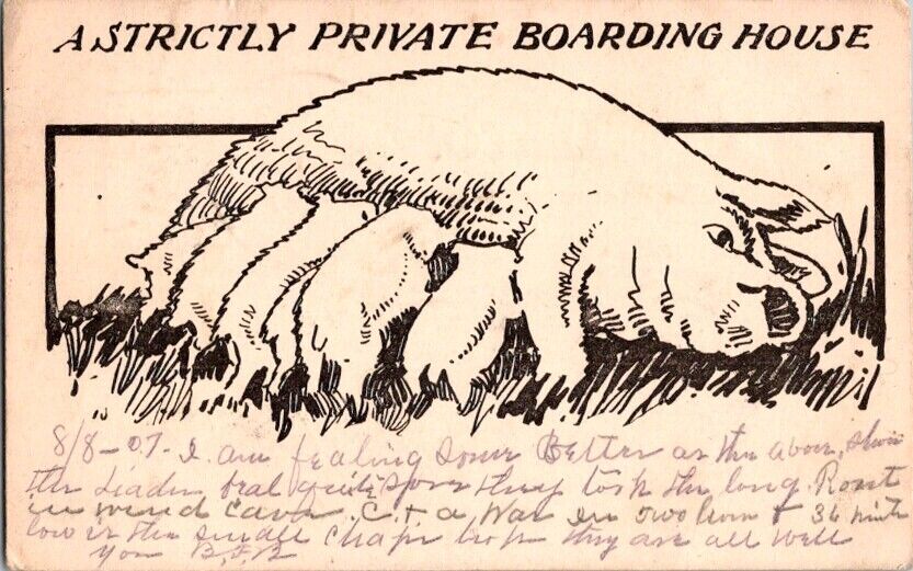  Postcard Strictly Private Boarding House Piglets Sucking from Sow Pig     A-431