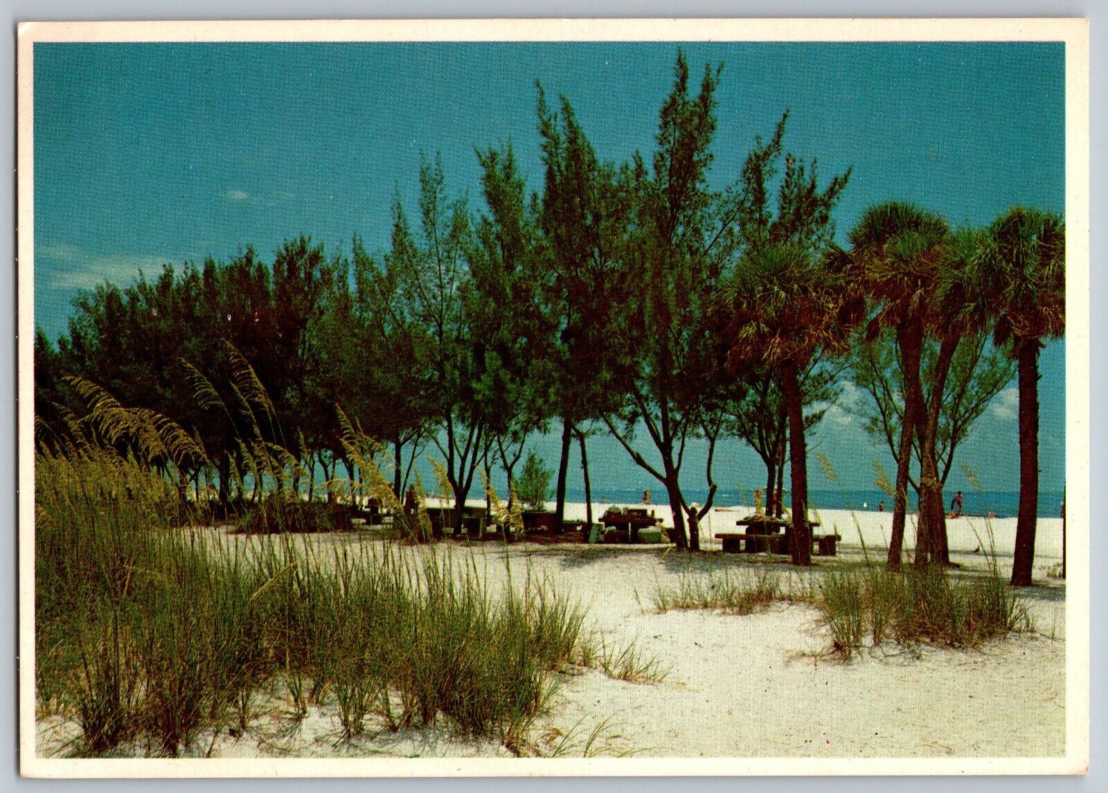 Manatee County, Florida FL - Sea Oats and Shade Trees - Vintage Postcard 4x6