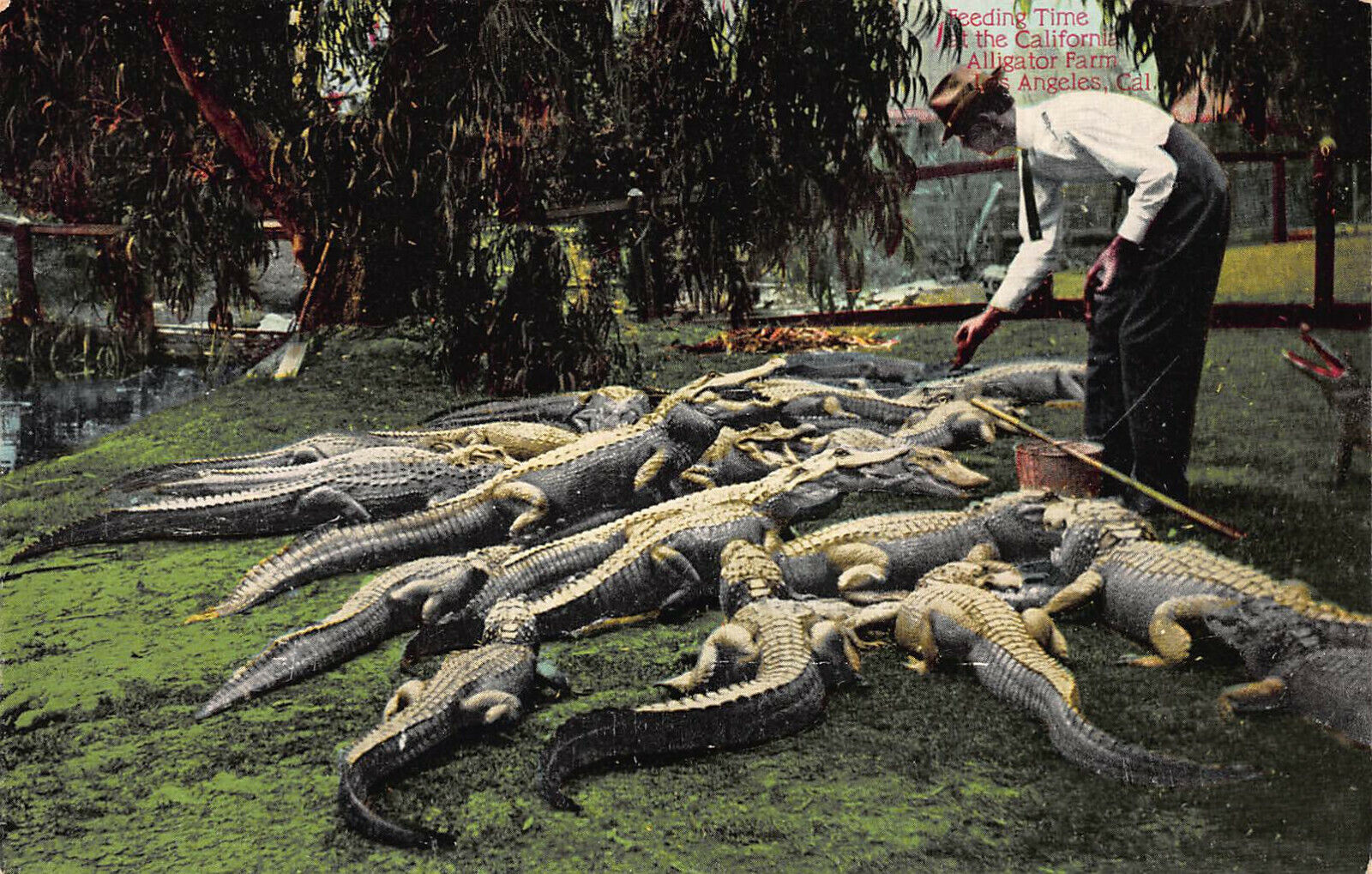 Feeding Time at the California Alligator Farm, L.A. CA, Early Postcard, Unused 