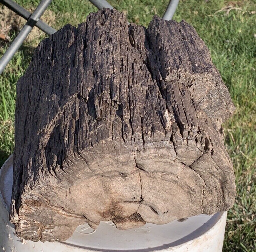 ☘️RR⚒: Detailed/Solid Arizona Petrified Wood, 31+lb