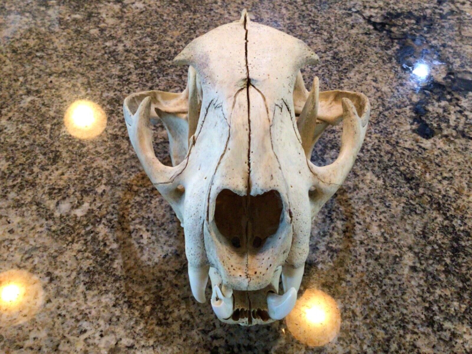 Mountain Lion skull from Colorado
