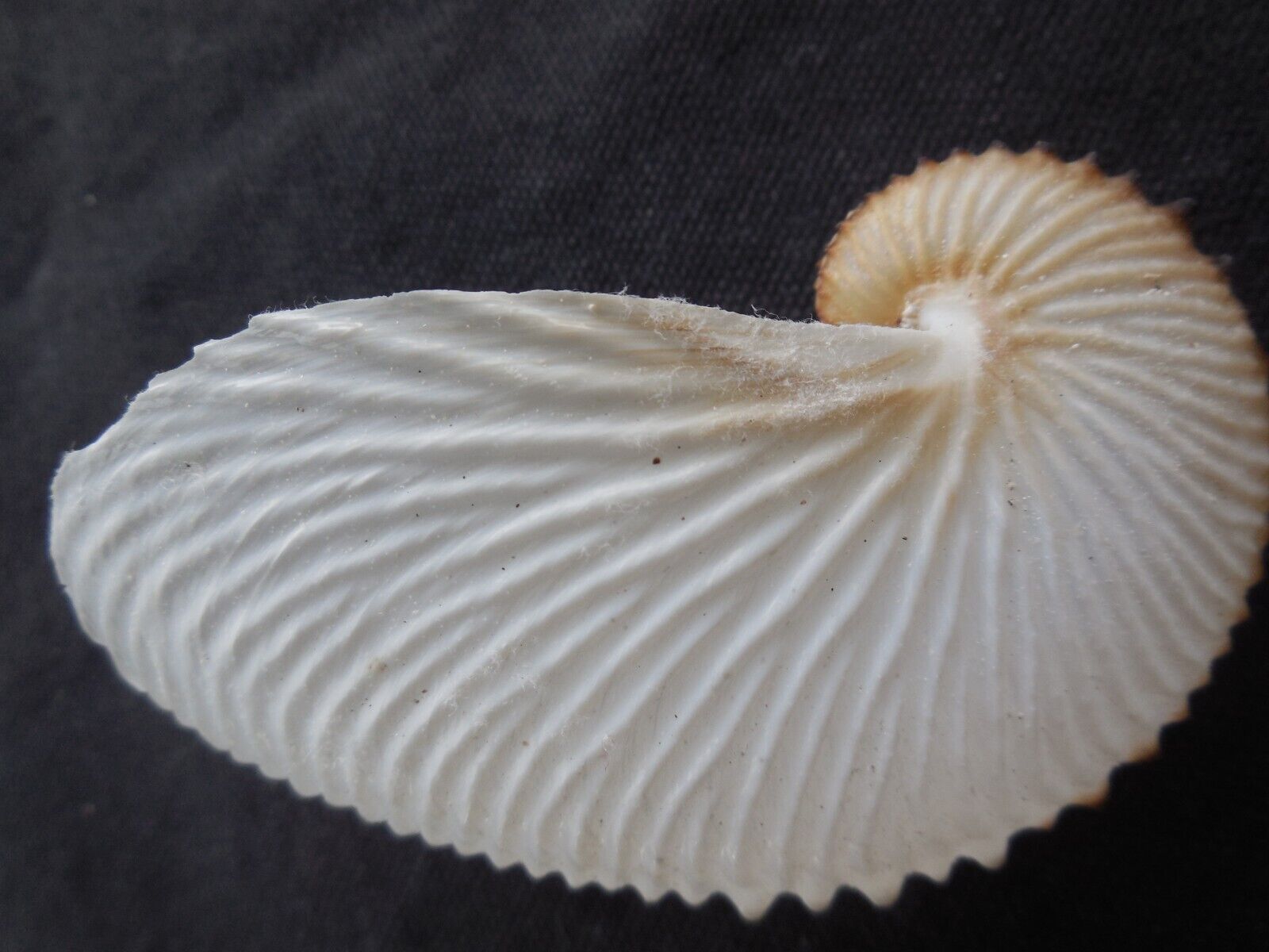 Paper Nautilus shell Argonauta Nouryi from Baja Mexico RARE 3.5\