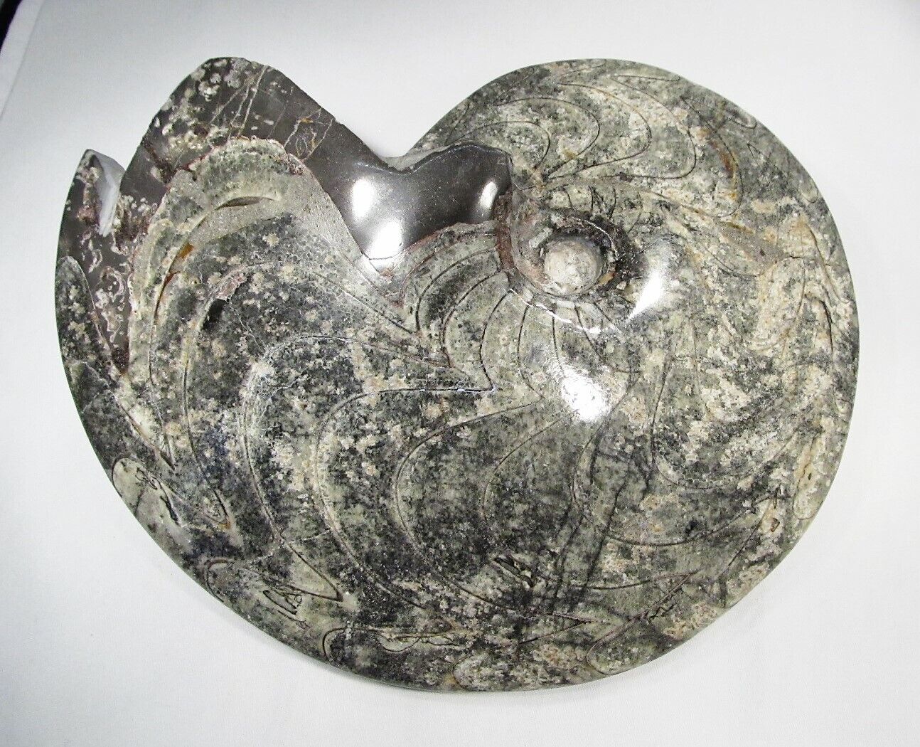 HUGE 8lb Ammonite Fossil Specimen Beautiful C2686