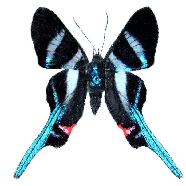 Rhetus arcius ONE REAL WHITE BLUE PERU BUTTERFLY UNMOUNTED WINGS CLOSED 