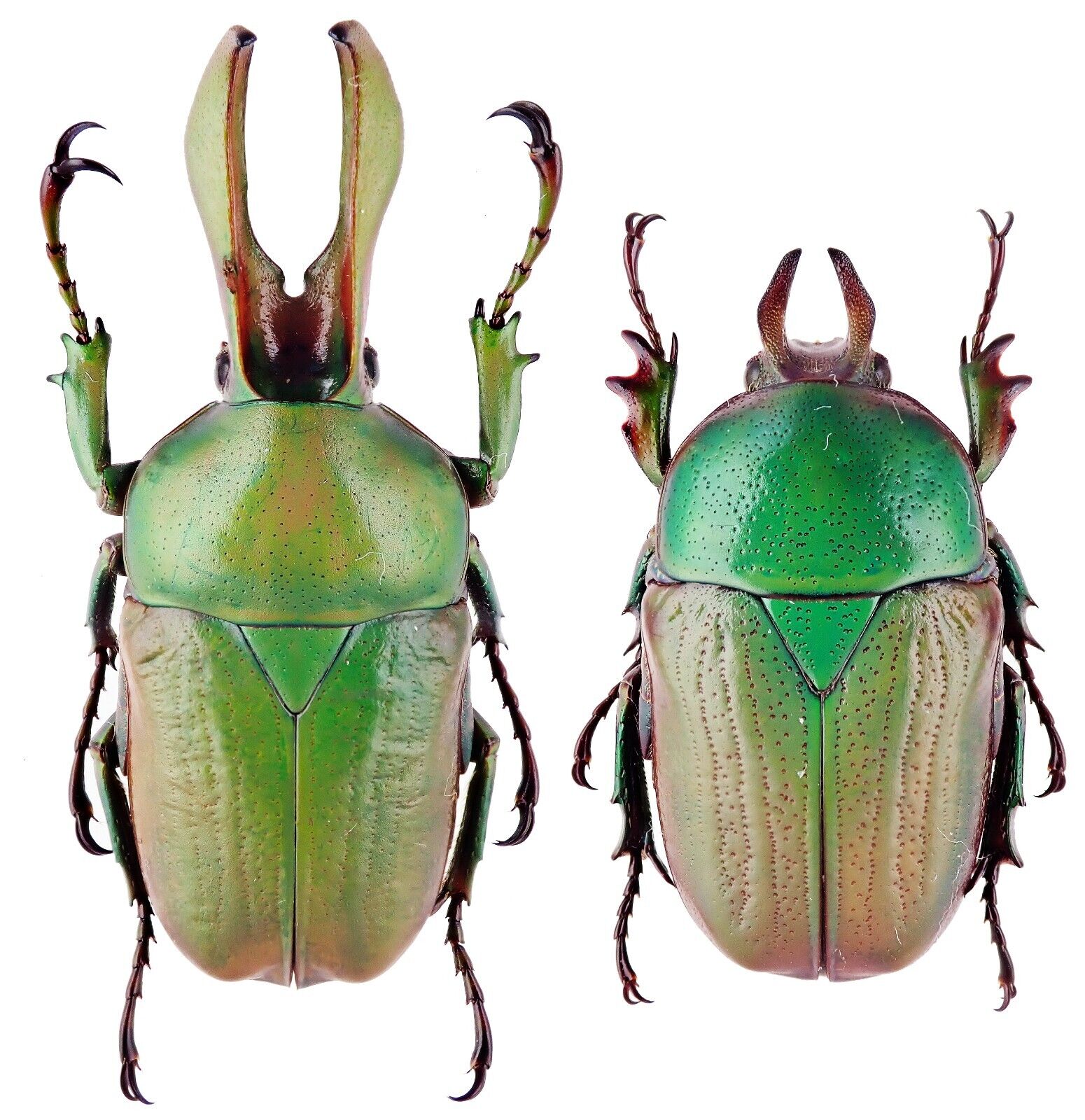 Insect - CETONIDAE Narycius opacus - S.India - Pair 31mm ....