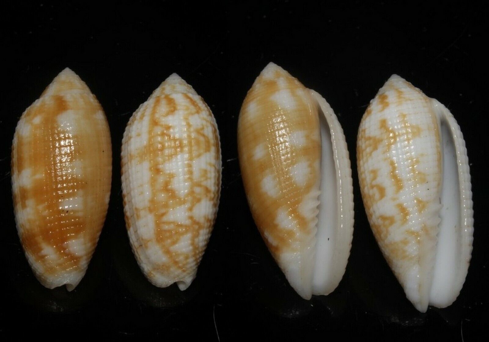 Seashells Pterygia crenulata ave. 30mm F+++/GEM Superb Pattern Marine Specimen