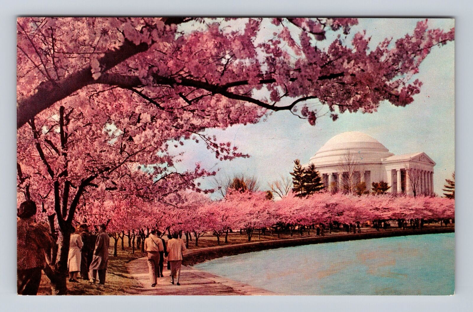 Washington DC, Thomas Jefferson Memorial, Cherry Blossoms, Vintage Postcard