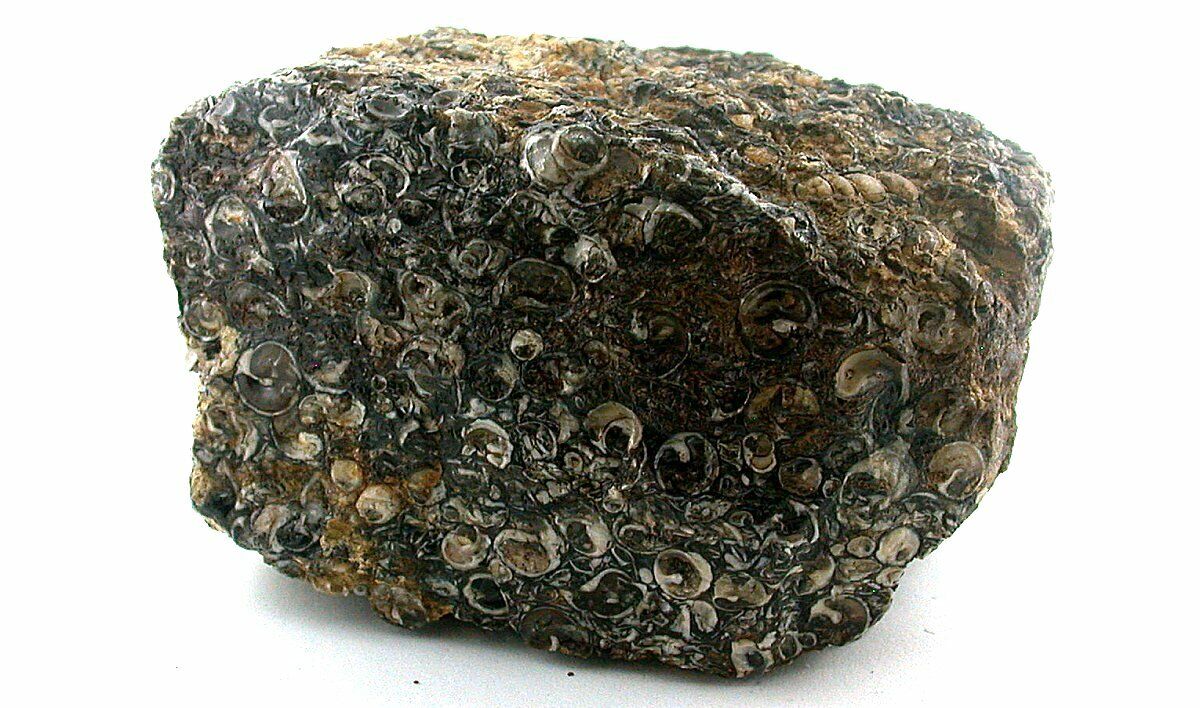 1406 Grams Turitella Fossil Cab Cabochon Gemstone Gem Stone Rough TS2