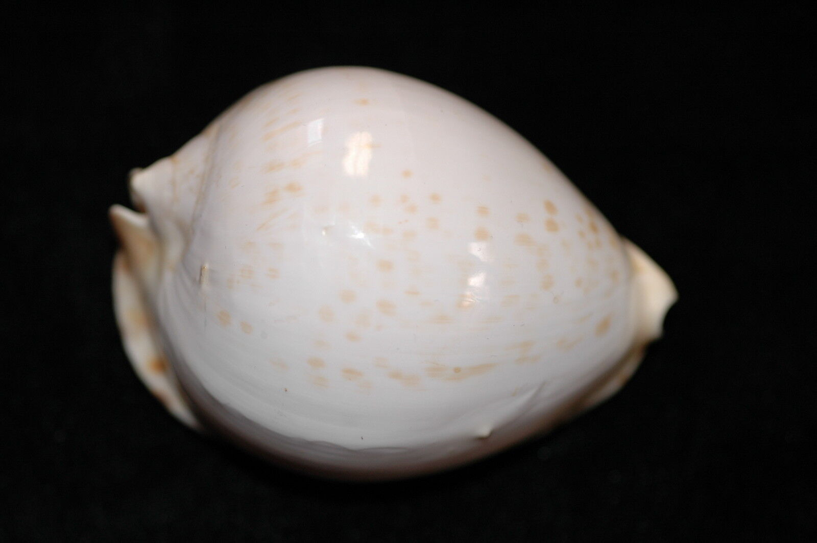 ZOILA THERSITES CONTRARIA 68mm, seashell, seashells (109)*