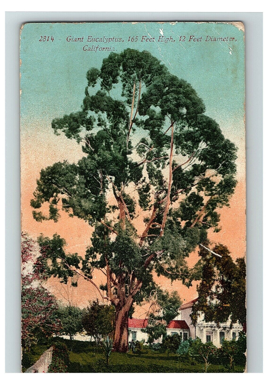 1912 Postcard Great Eucalyptus 165 Feet High 12 Diameter California 