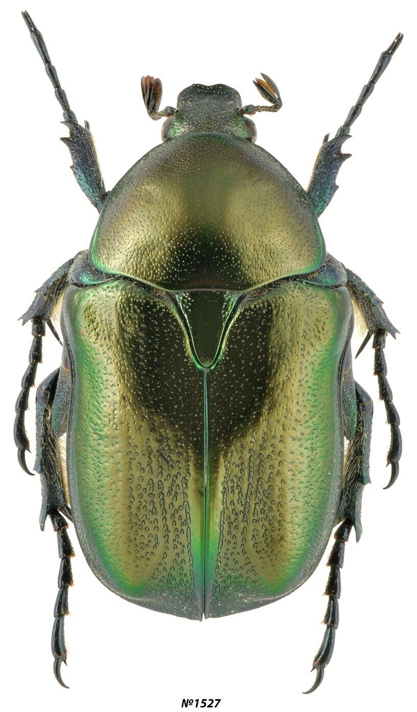 Coleoptera Cetoniinae sp. Greece 21mm