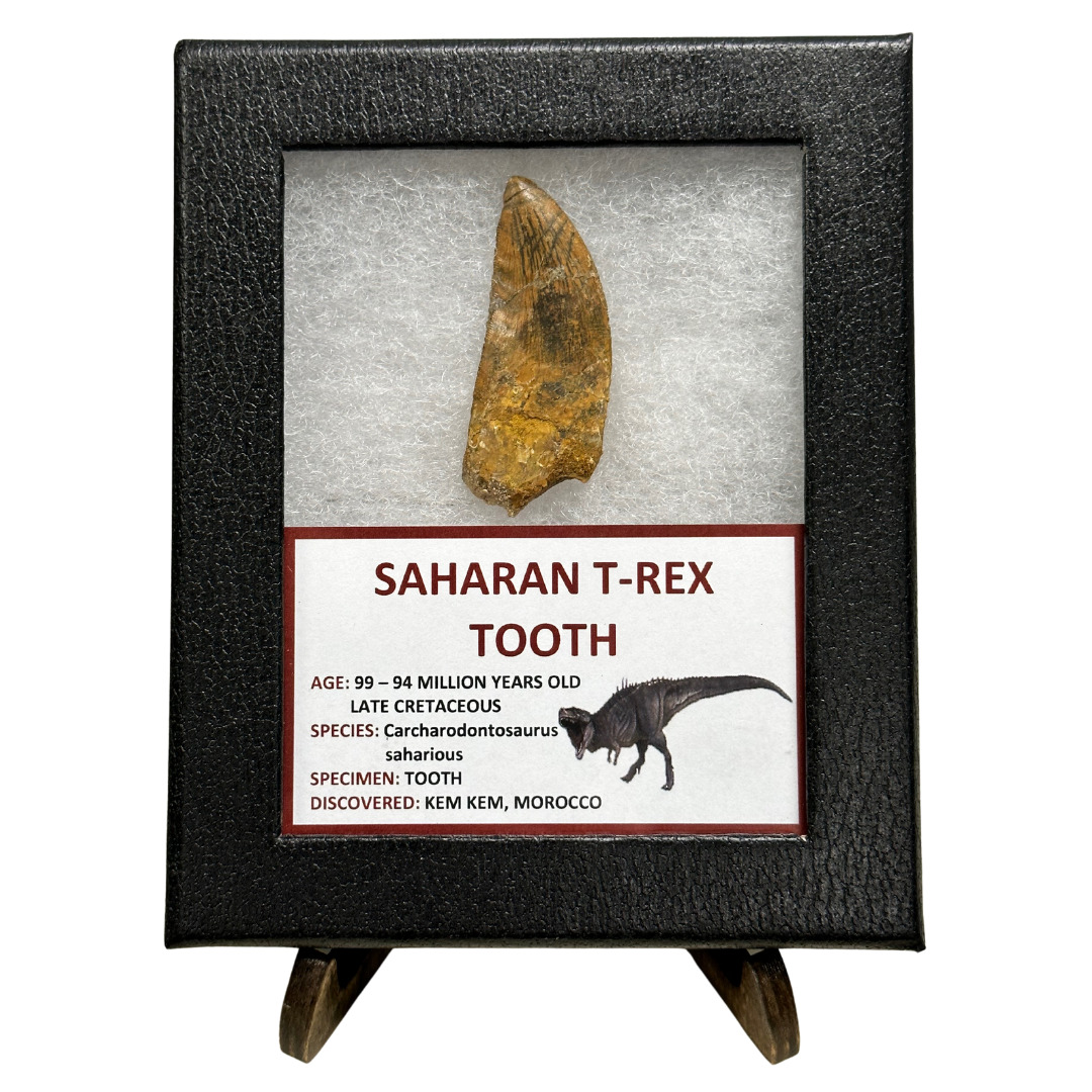 Saharan T-Rex Tooth