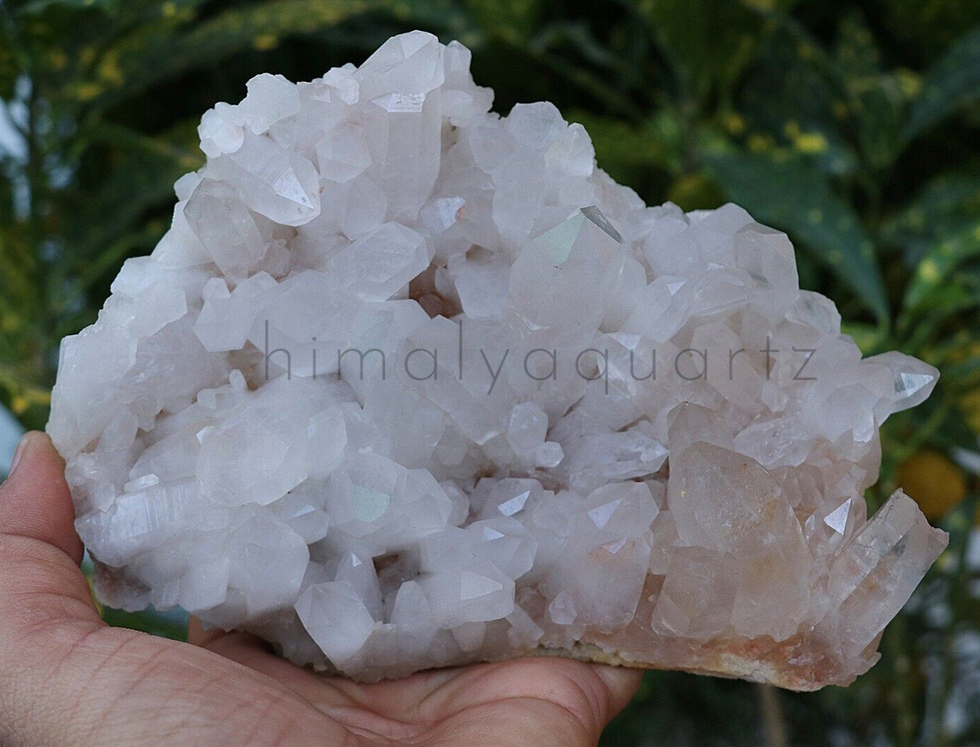 Pointer Piece Natural White Crystal Minerals Quartz 860 gm Healing Raw Specimen
