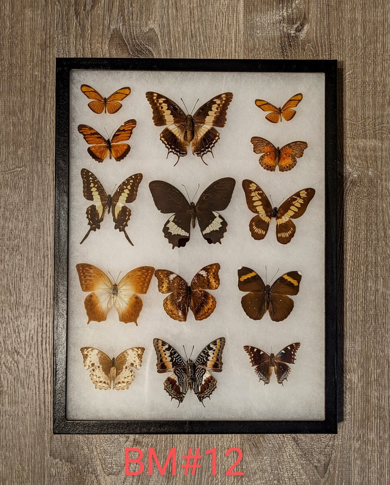 Antique Taxidermy Butterfly Mount Decor #BM12