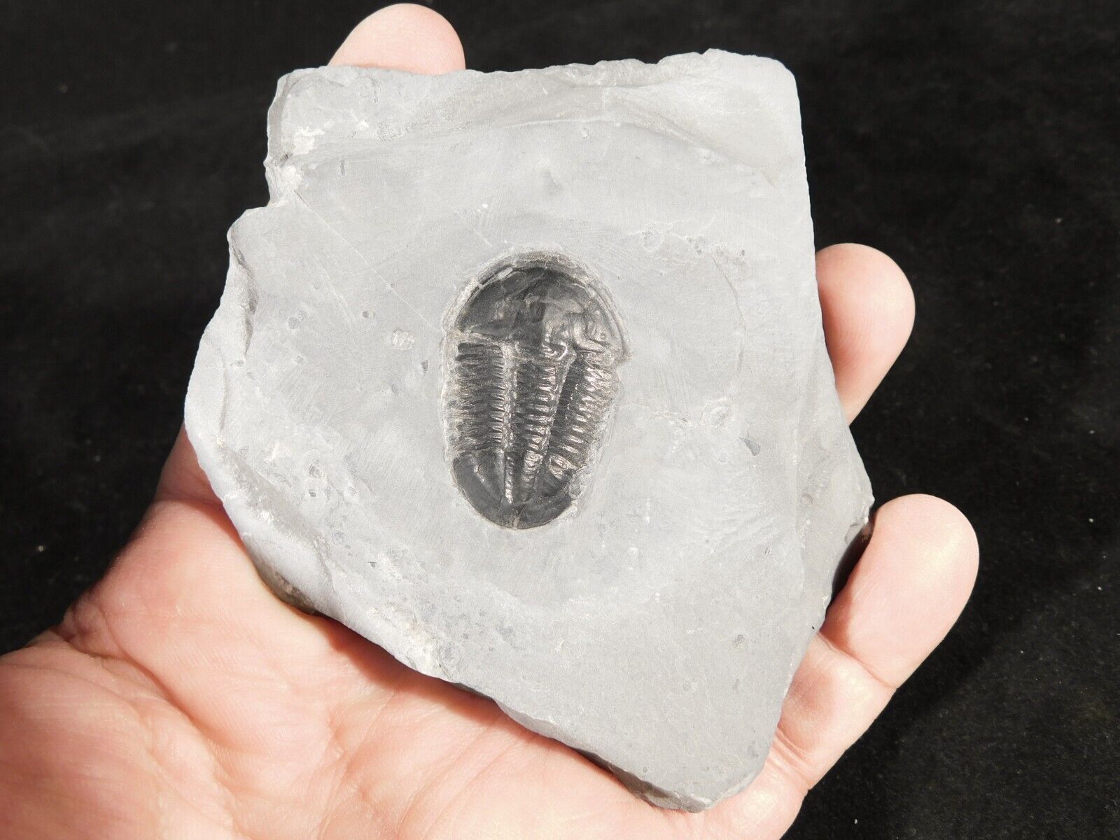 Rare 510 Million Year Old Asaphiscus Trilobite Fossil Cambrian Utah 188gr *A