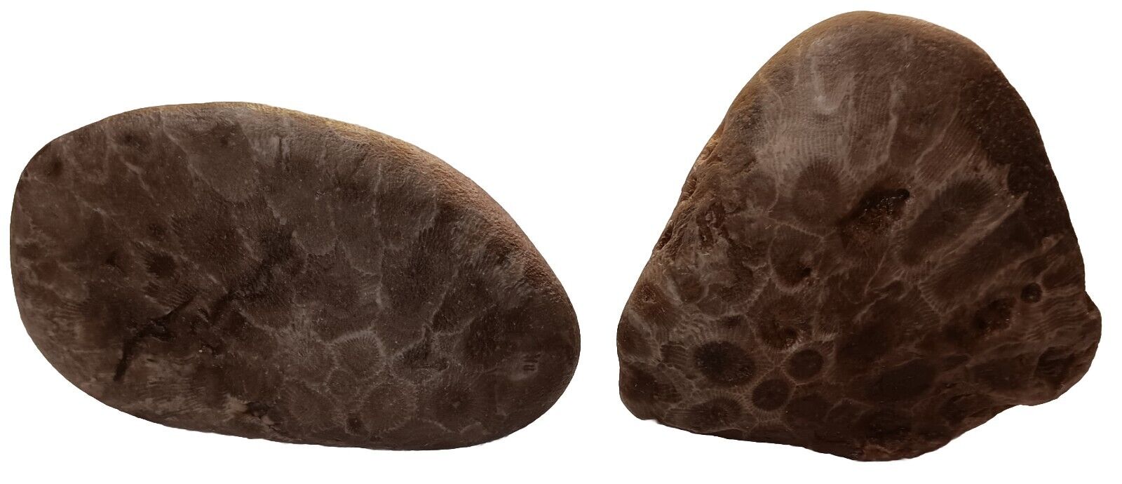 Petoskey Stones Large 2pc Raw Unpolished Rough Project / Craft Rocks 1 Pound