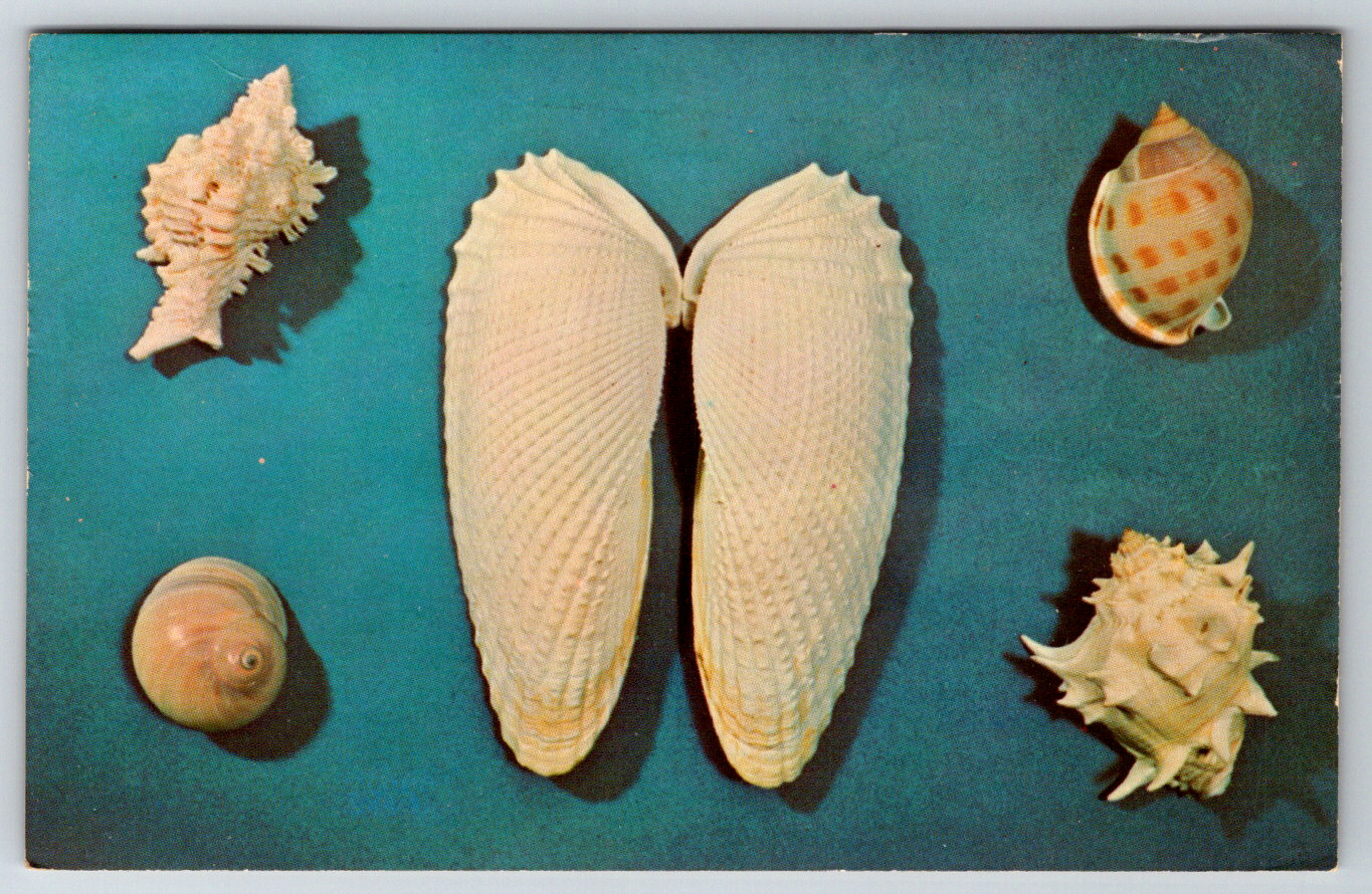 c1960s Sanibel Shells Island Florida Vintage Postcard