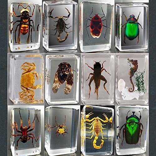 CXUEMH Clear Insect Specimens 12 Pcs Real Animal Specimen Bugs Resin Bug Collect
