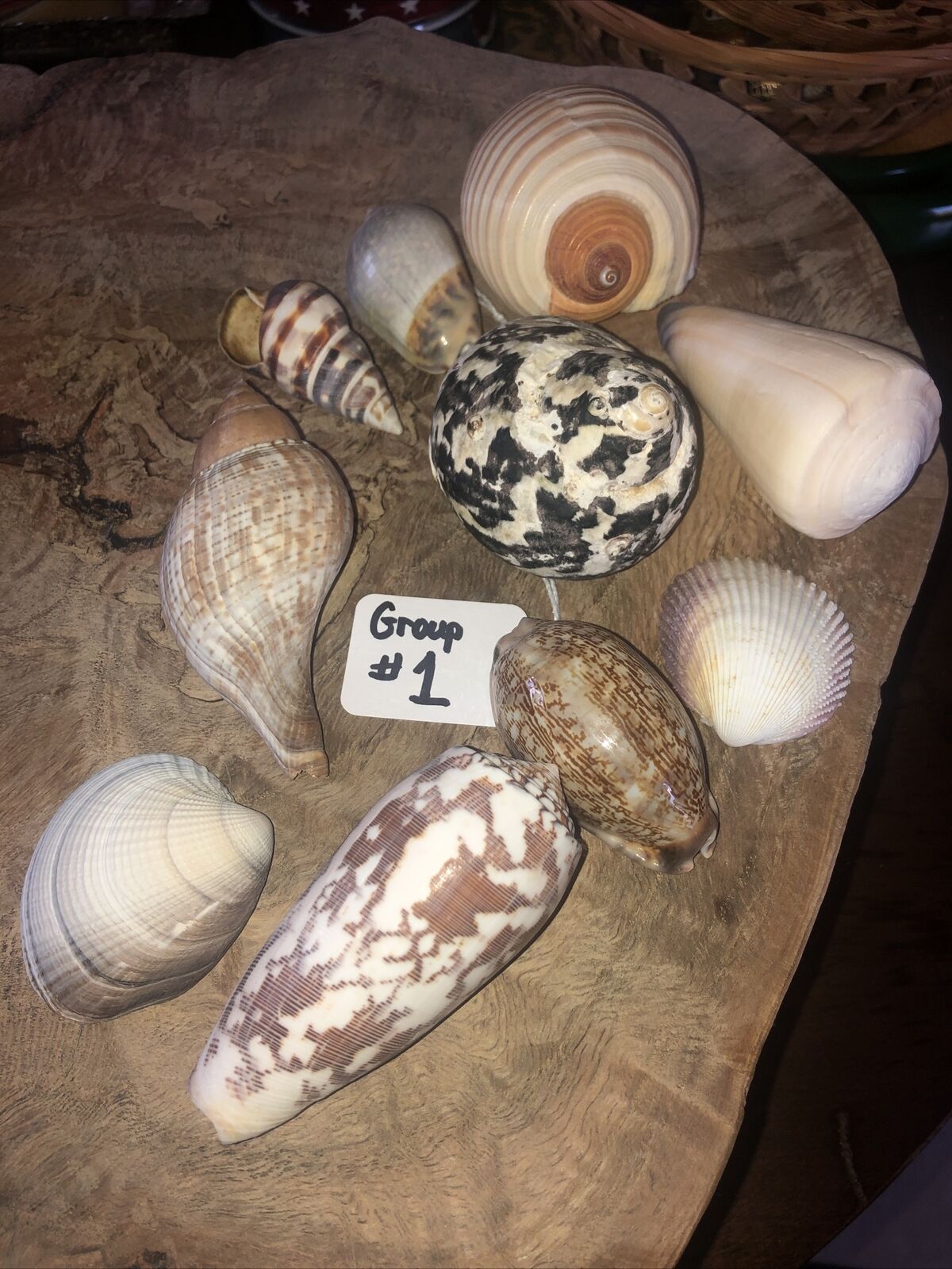 LIFELONG SEASHELL COLLECTOR COLLECTION SOLD IN # SETS -EACH SET SOLD SEPARATELY