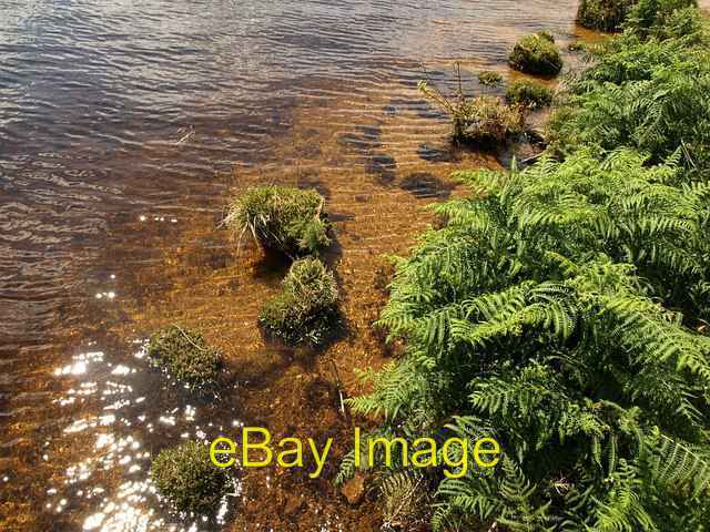 Photo 6x4 Edge of Fernworthy Reservoir Frenchbeer Small isolated mounds a c2008