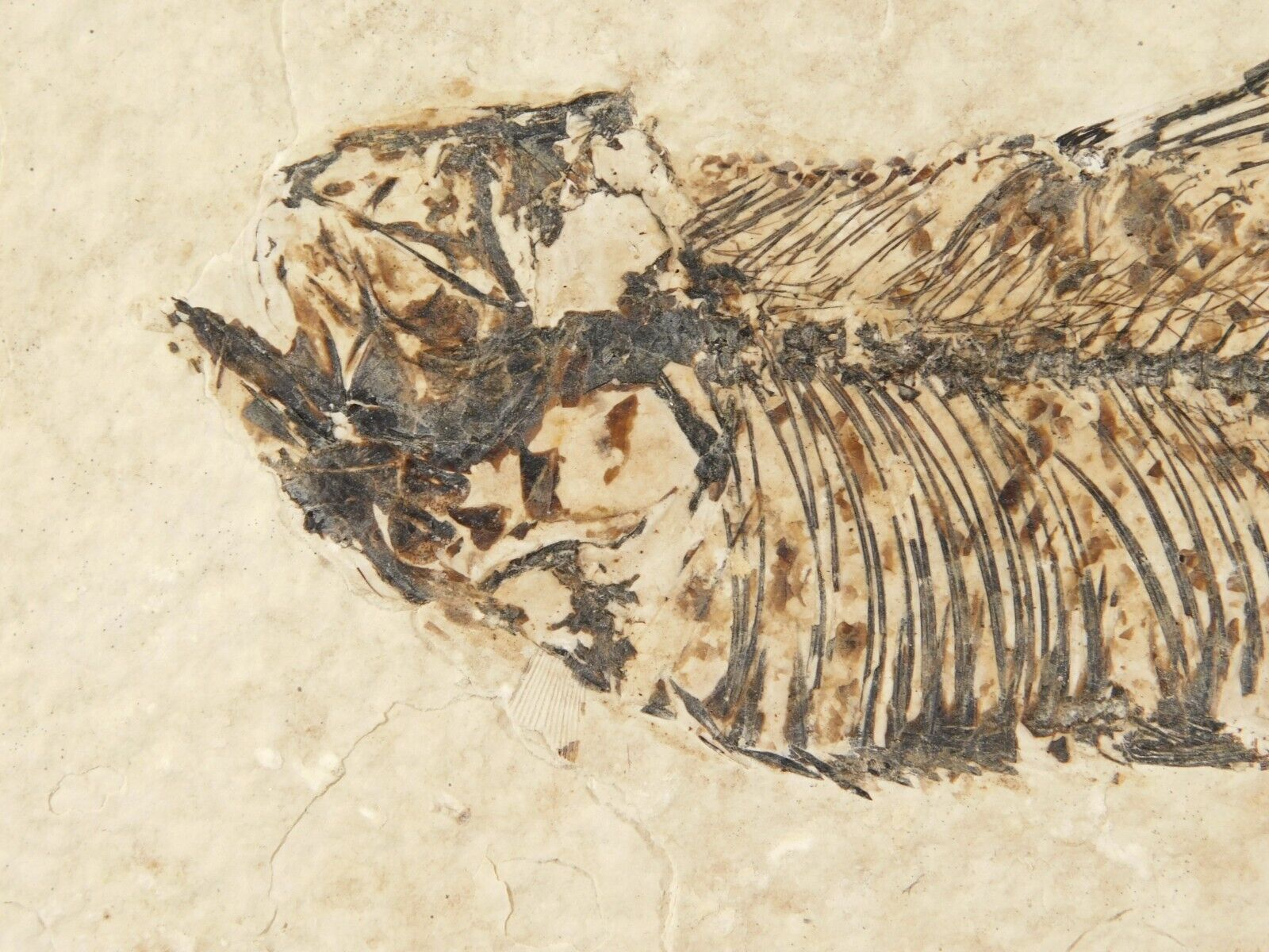 Super Fine BONES 50 Million Year Old Knightia FISH Fossil w/Stand Wyoming 242gr