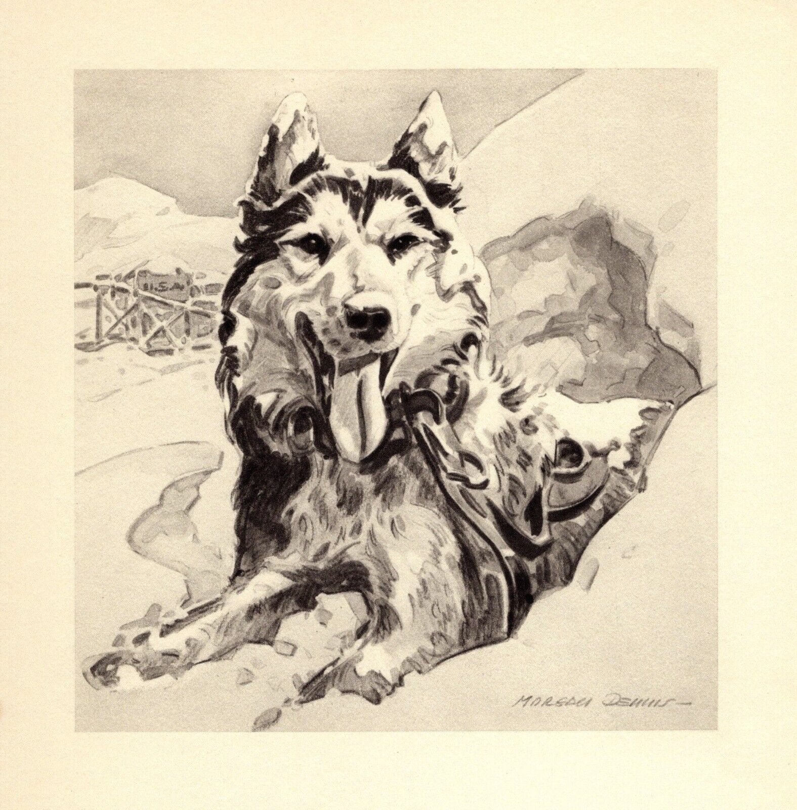 1947 Antique Siberian Husky Art Print Morgan Dennis Husky Illustration 4969t