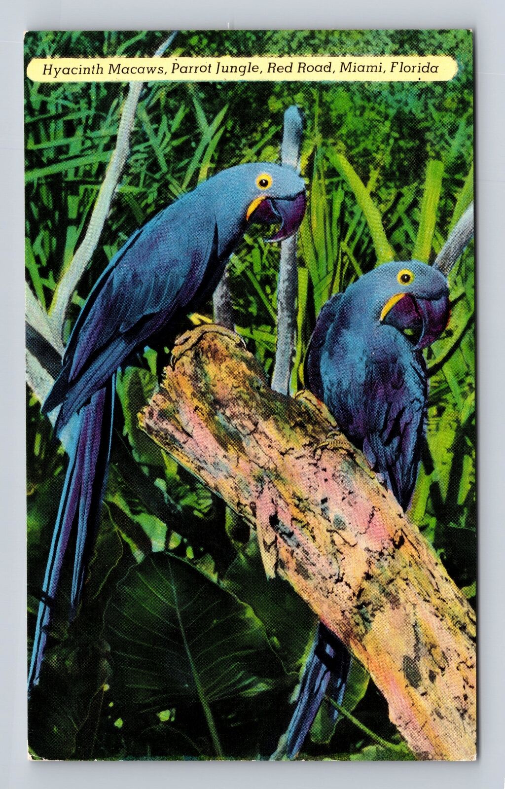 Miami FL-Florida - Birds - Hyacinth Macaws, Parrot Jungle, Vintage Postcard