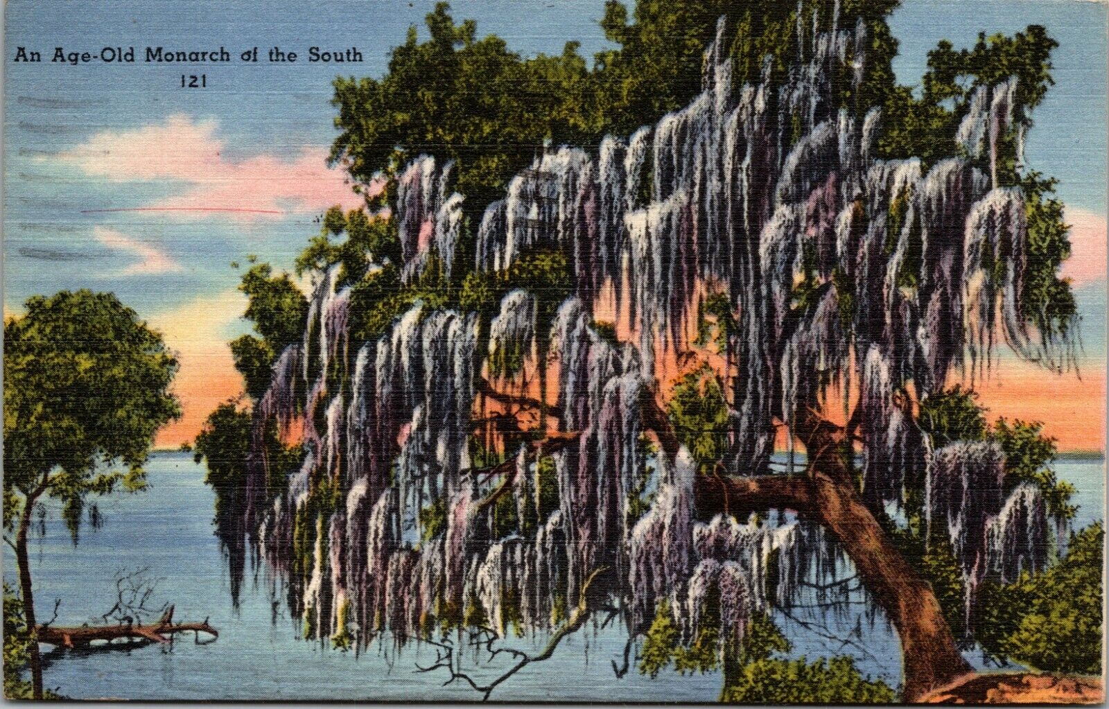 An Age Old Monarch Of The South Live Oaks Postcard