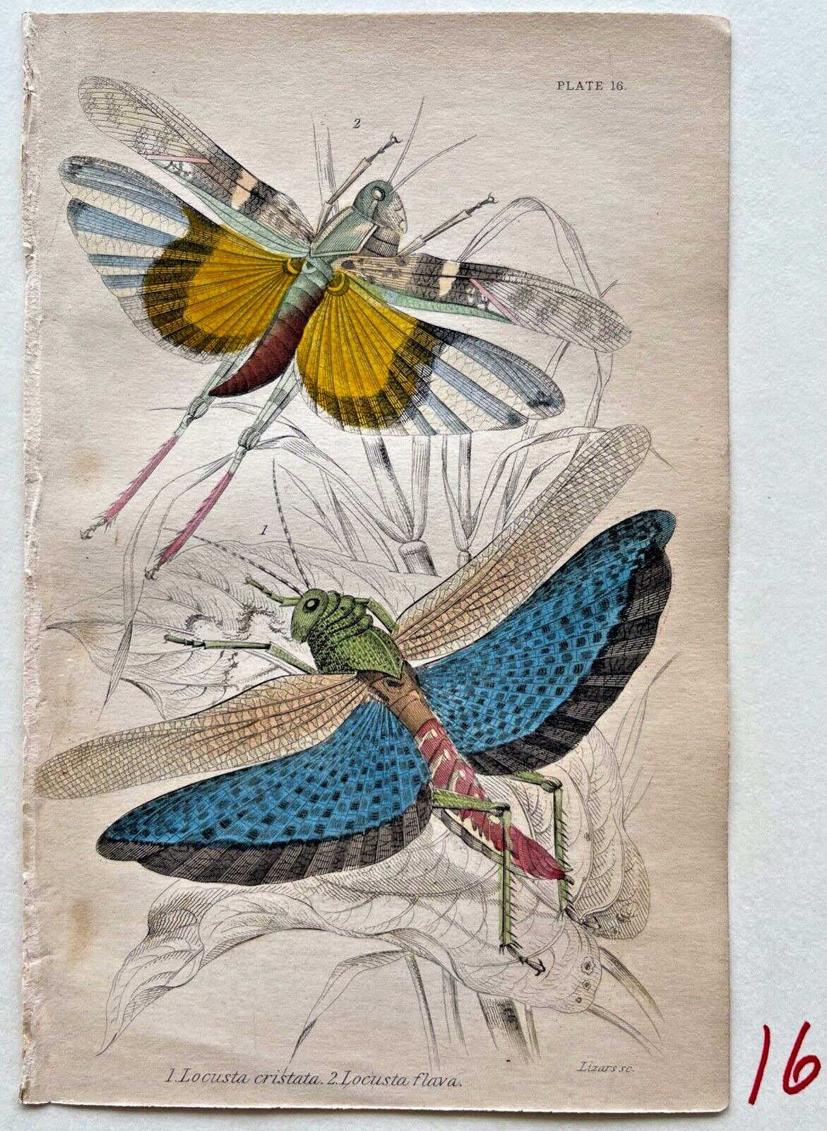 1843 Jardine NATURALIST\'S LIBRARY HC Mantis/Dragonflies/Crickets/MORE YOU SELECT