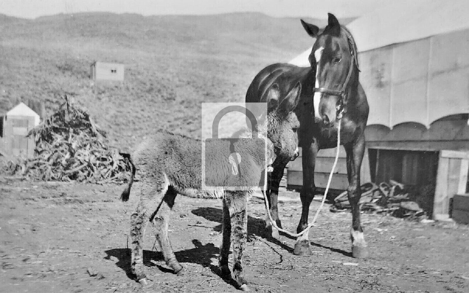 Horse & Donkey Midas Nevada NV - 4x6 Reprint