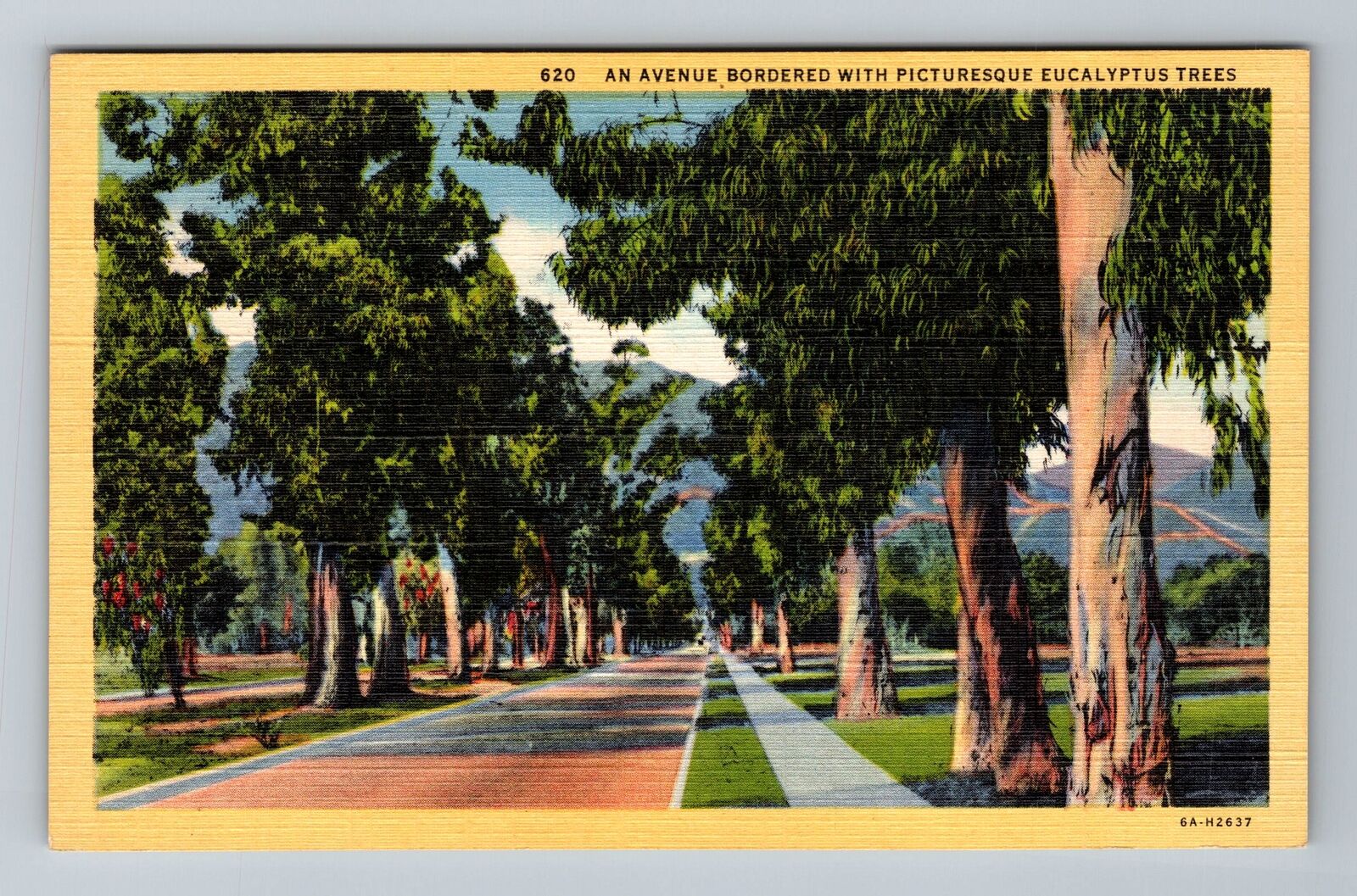 An Avenue In California Bordered With Eucalyptus Trees Vintage Souvenir Postcard