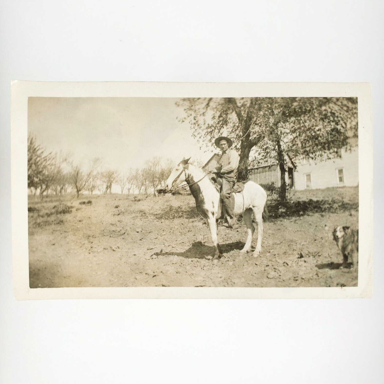 Cowboy Riding Horse Ranch Photo 1920s Old West Pet Dog Western Snapshot A4334