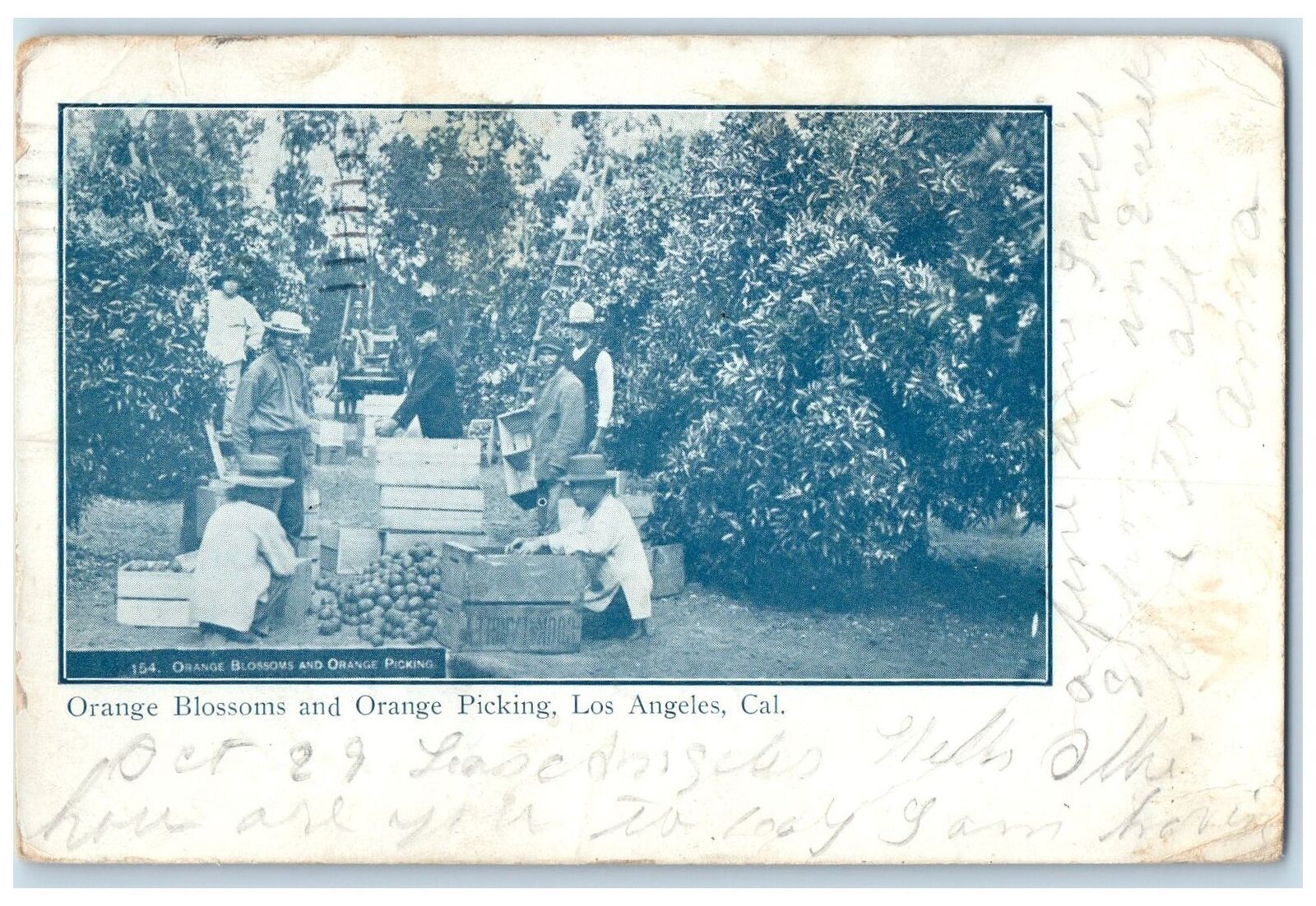 1905 Orange Blossoms And Orange Picking Scene Los Angeles California CA Postcard