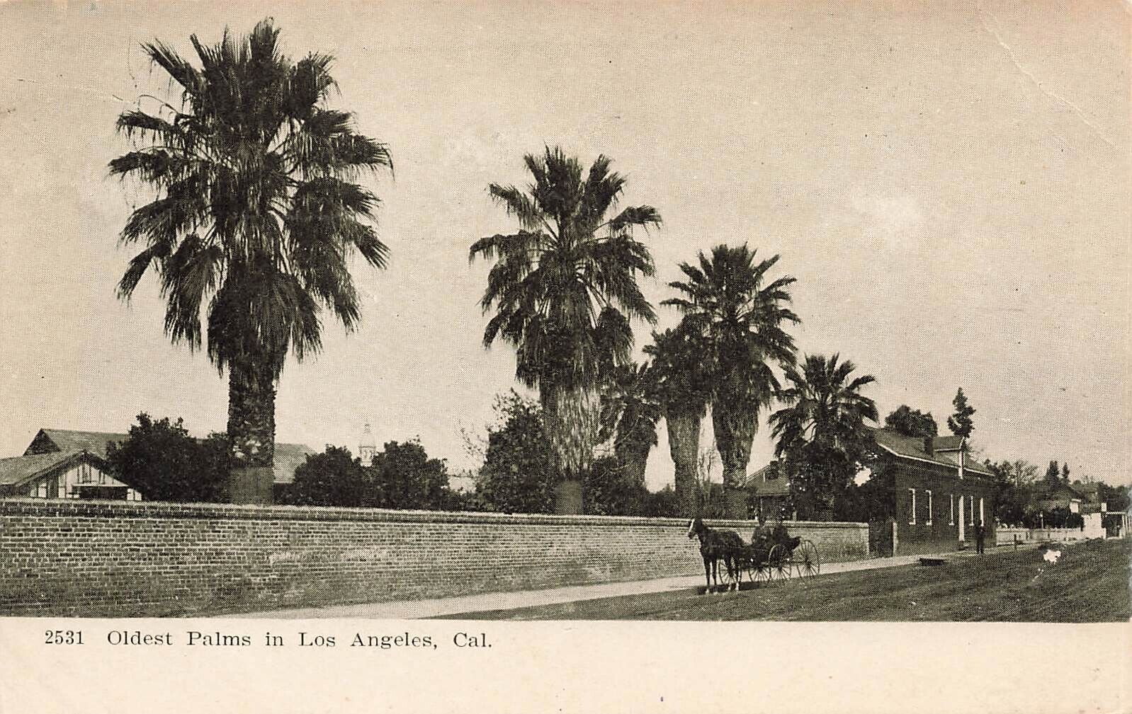 CALIFORNIA PHOTO POSTCARD: OLDEST PALMS IN LOS ANGELES, CA UND/B