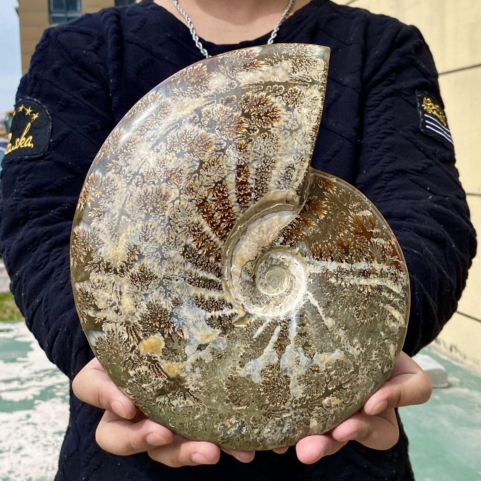 7.16LB Rare natural polished Natural conch fossil specimens of Madagascar