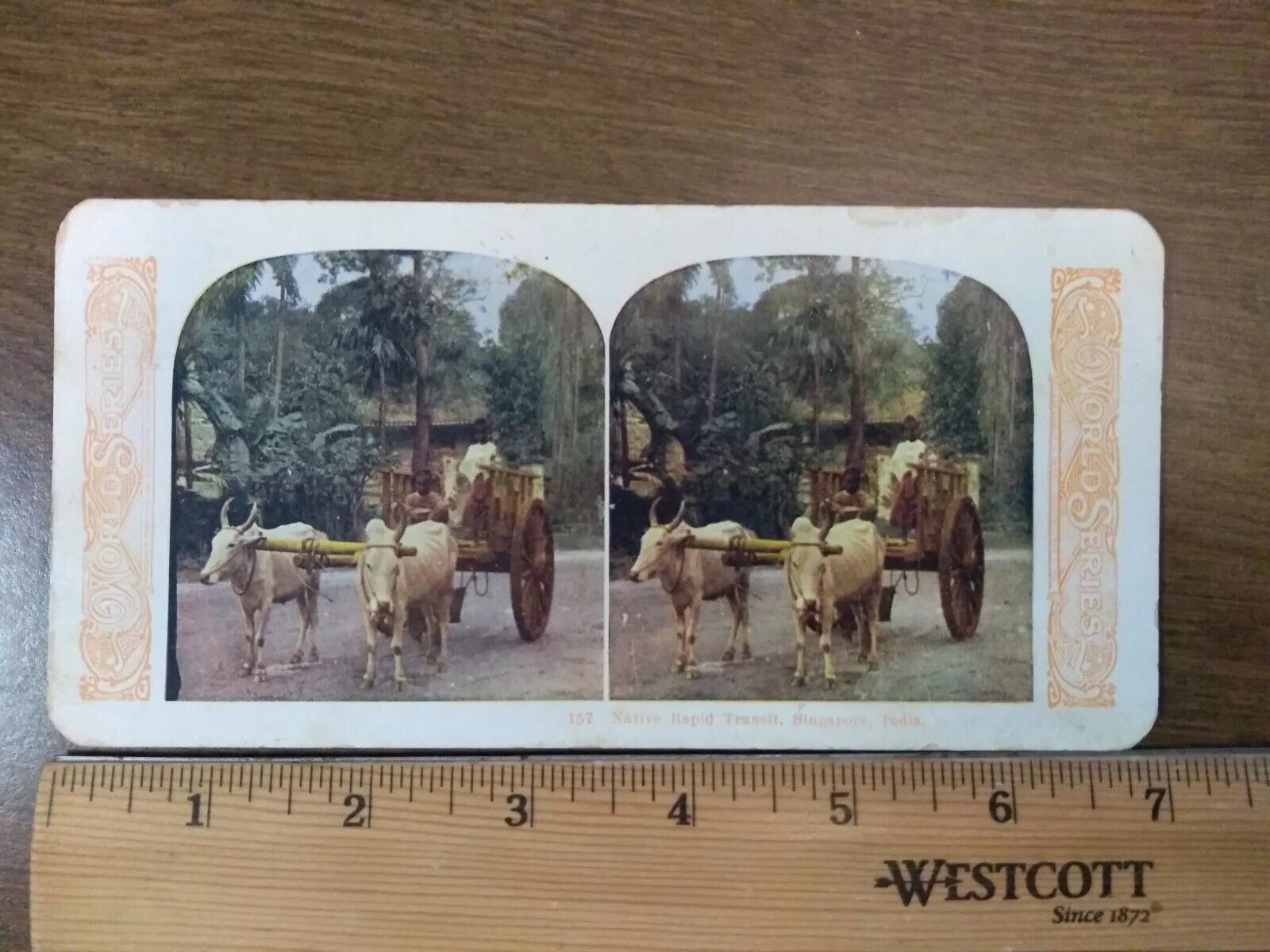 Antique Stereoscope Slide #157 1905 Stereoview Singapore India Cows Transport