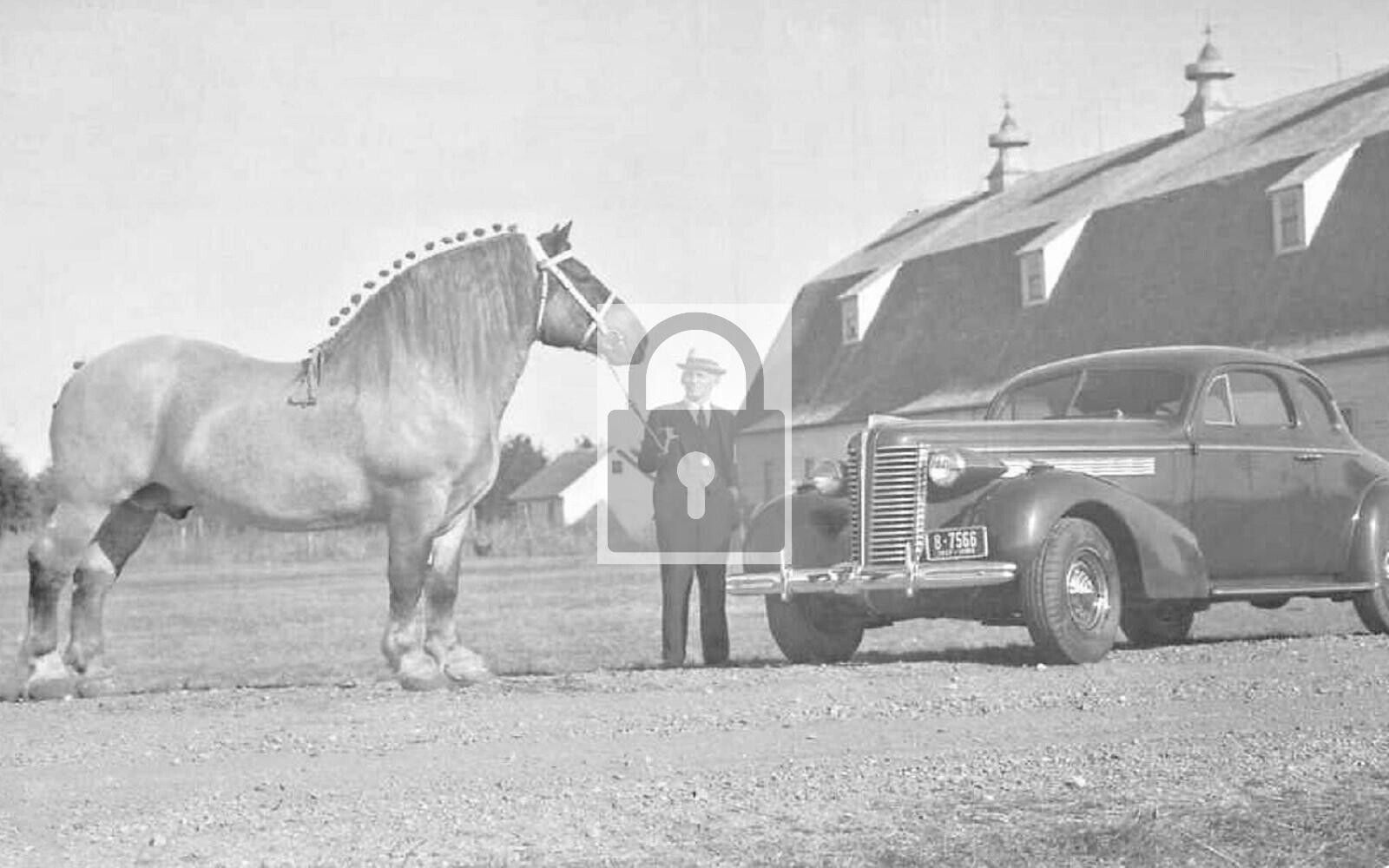 Brooklyn Supreme Worlds Largest Horse Callender Iowa IA Reprint Postcard