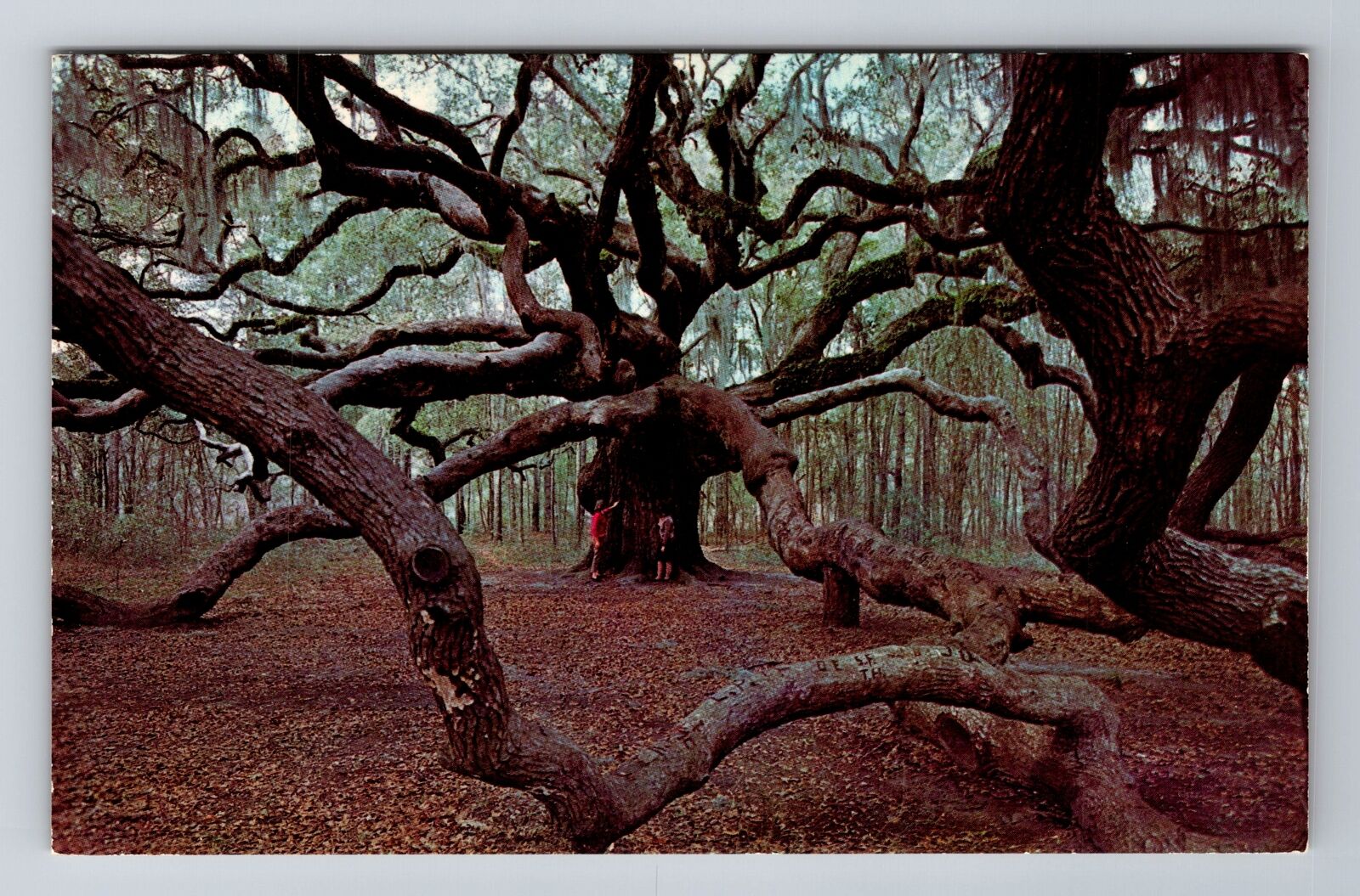 John\'s Island SC-South Carolina, The Angel Oak, Antique, Vintage Postcard