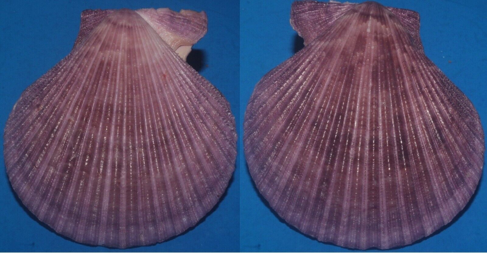 Tonyshells Seashells Mimachlamys gloriosa GLORY SCALLOP 70.5mm F+++/gem