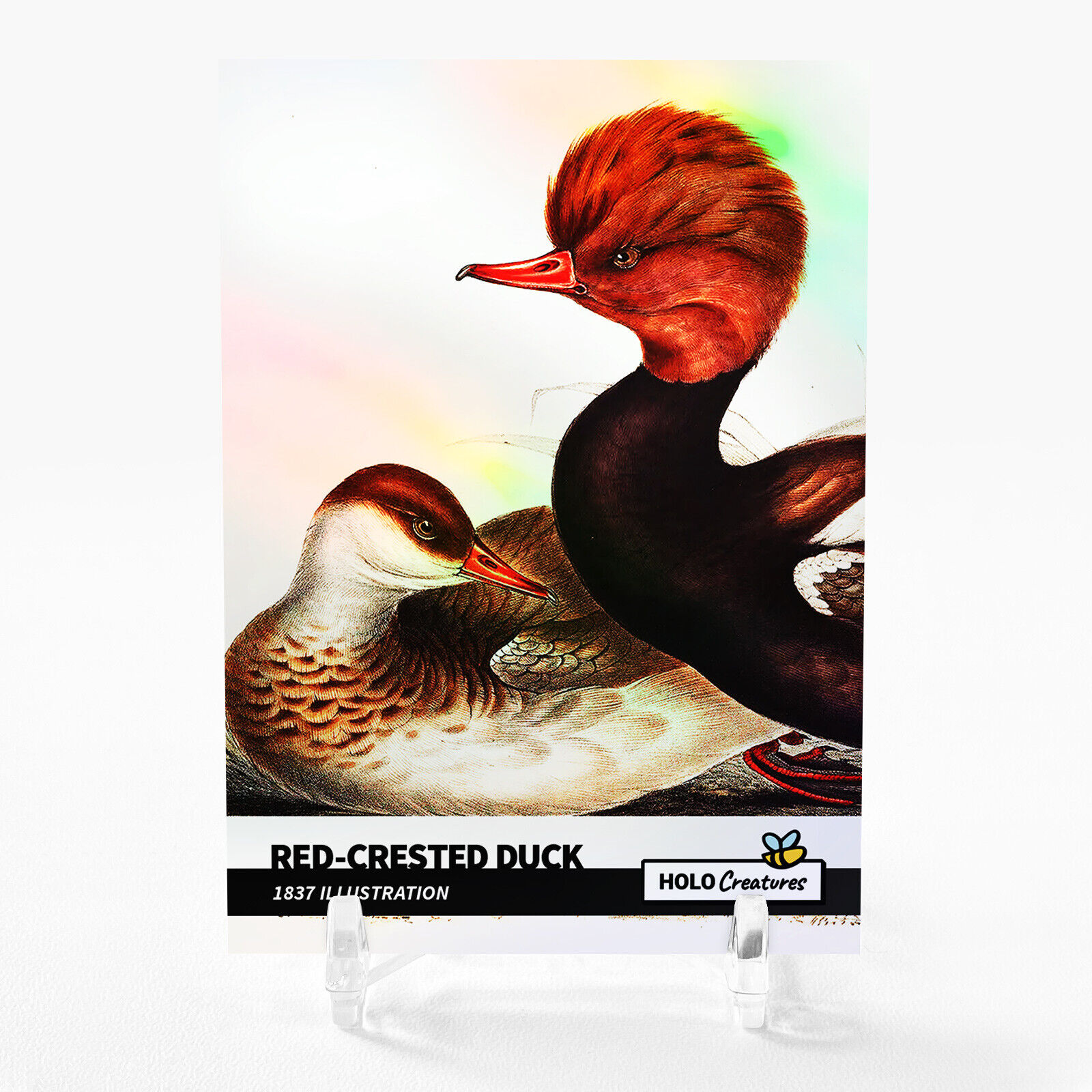RED-CRESTED DUCK Card 2023 GleeBeeCo Holo Creatures 1837 Illustration #RD18