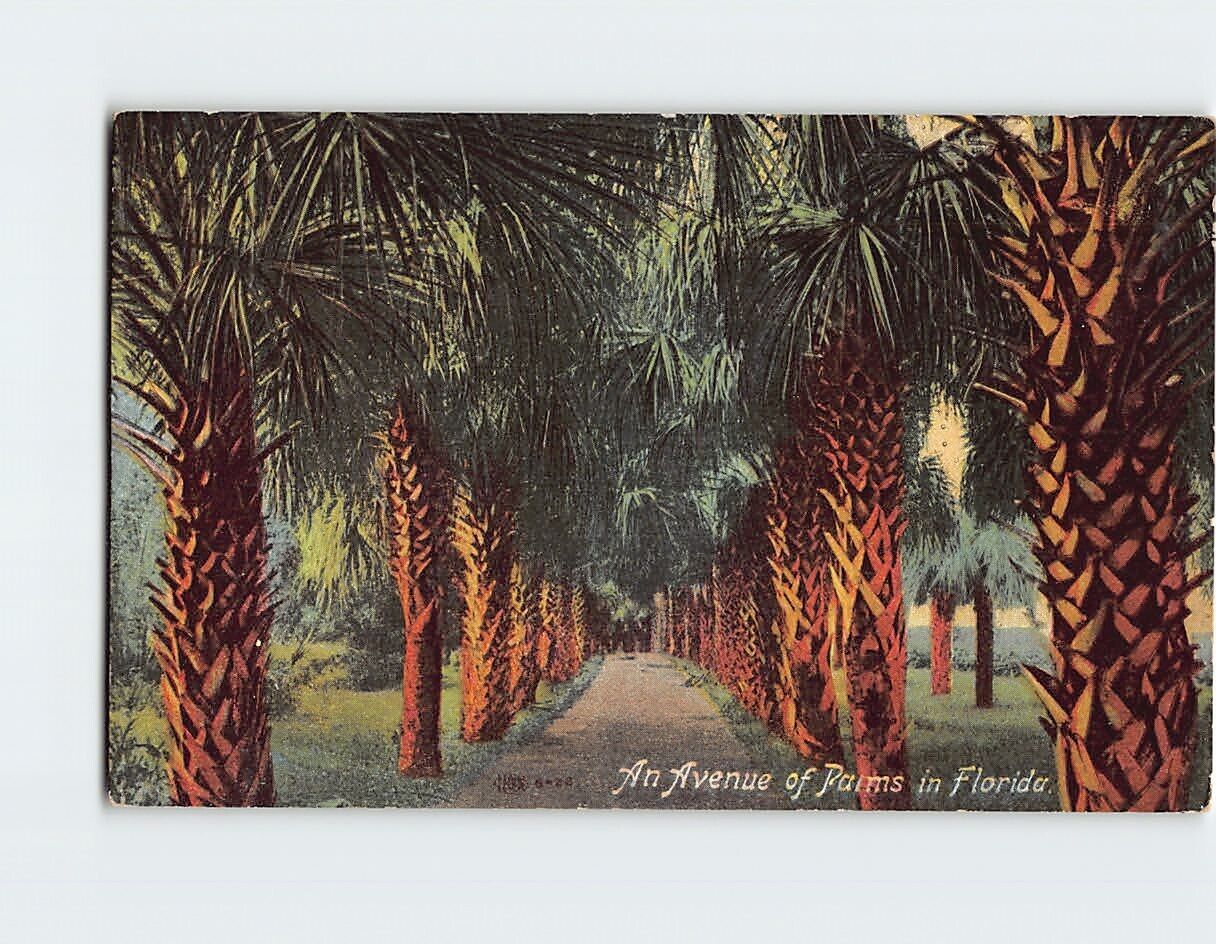Postcard An Avenue of Palms in Florida USA