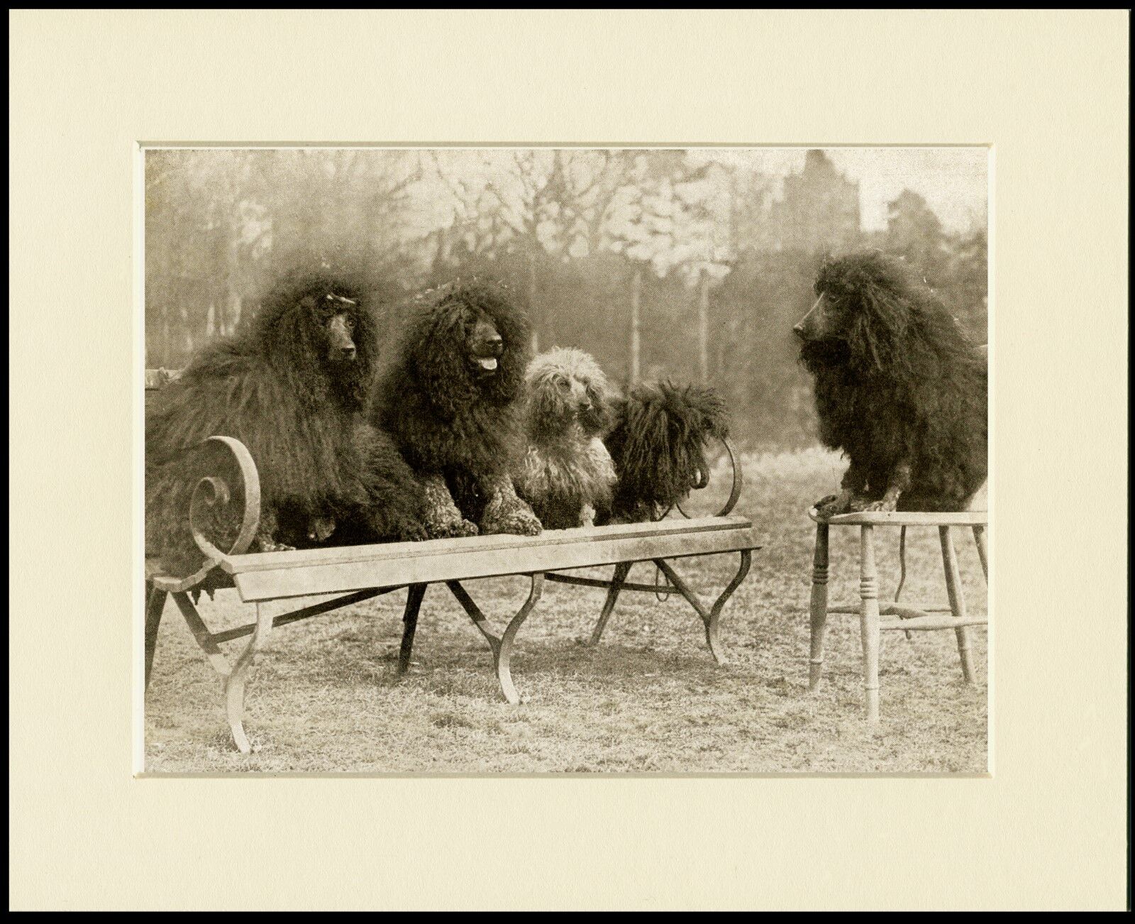 POODLE GROUP OF SEATED DOGS LOVELY VINTAGE STYLE DOG PRINT READY MOUNTED
