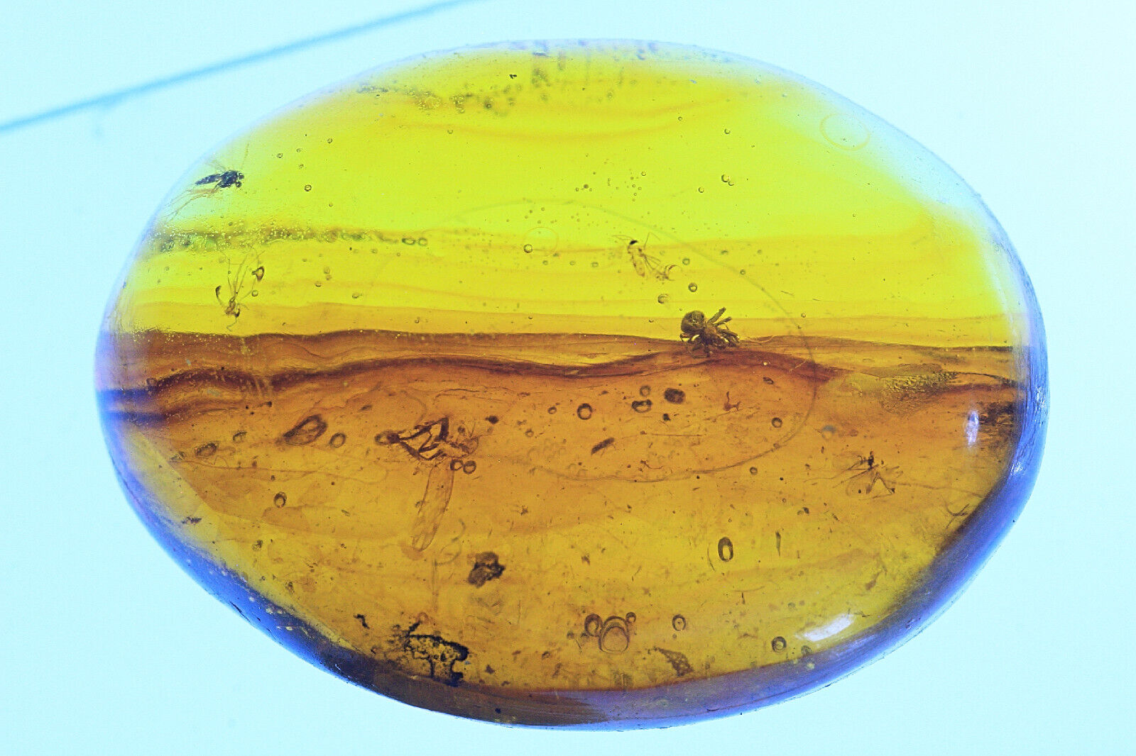 Prehistoric Spider Trapped in Dominican Amber 20 to 25 Million Years Old