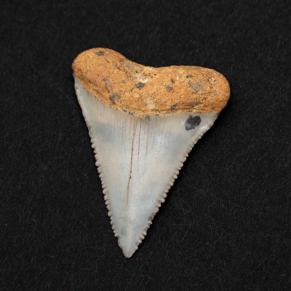 Great White Shark Tooth Fossil 100% Authentic