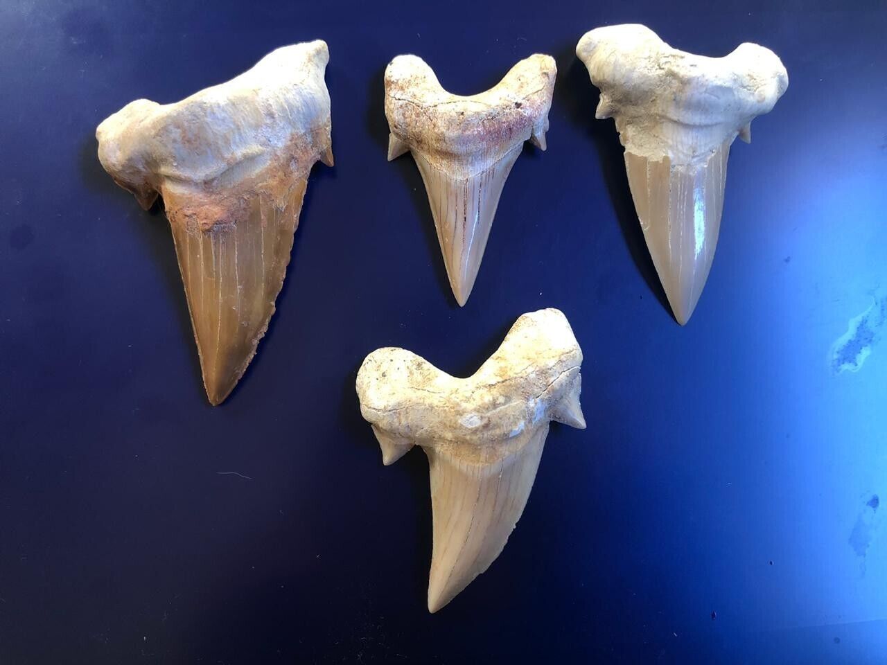 Four Huge Otodus Shark Teeth: A Stunning Set of Prehistoric Marine Reptile 